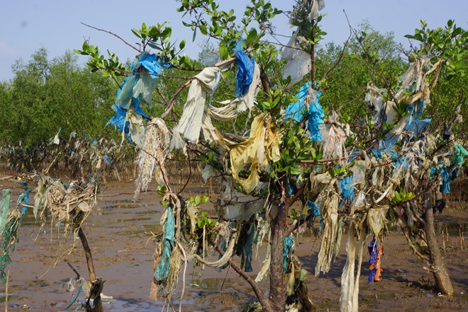 5km rừng phòng hộ ở Thanh Hóa cứ thủy triều lên là ngập rác ảnh 2