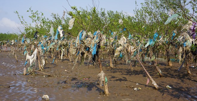5km rừng phòng hộ ở Thanh Hóa cứ thủy triều lên là ngập rác ảnh 1