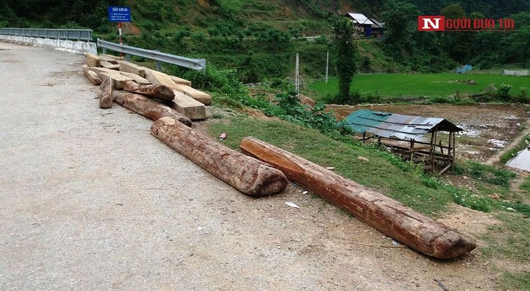 Nghệ An: Gỗ lậu nằm la liệt trên đường, chủ rừng có vô can? ảnh 3