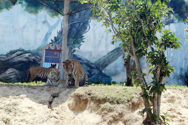 FLC Zoo Safari Park Quy Nhơn, địa điểm check in không thể bỏ lỡ mùa hè 2018 ảnh 7