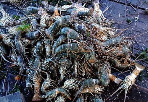 Gần 60.000 tôm hùm nuôi trên vịnh Cam Ranh bị chết ảnh 1