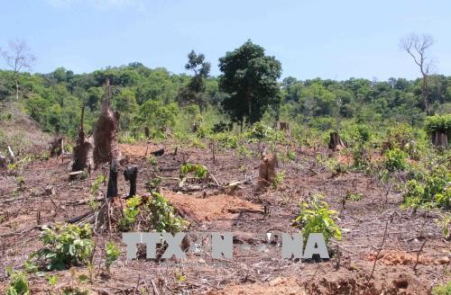 Đắk Lắk: Nhiều diện tích rừng Khu Bảo tồn thiên nhiên Nam Kar bị 'cạo trọc' ảnh 1