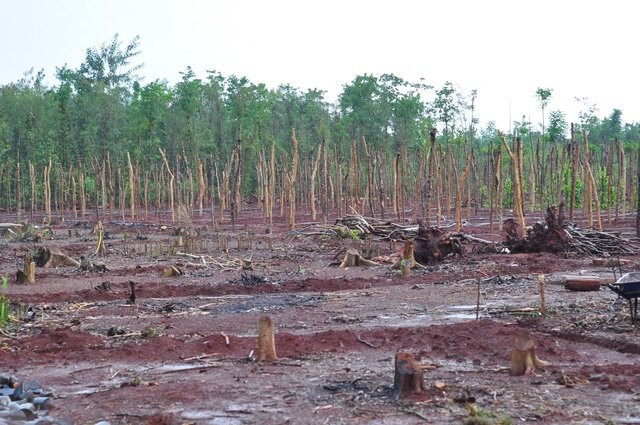 Thương lái Trung Quốc 'bỏ bom' ngàn tấn dưa hấu, vét sạch rễ hồ tiêu ảnh 2