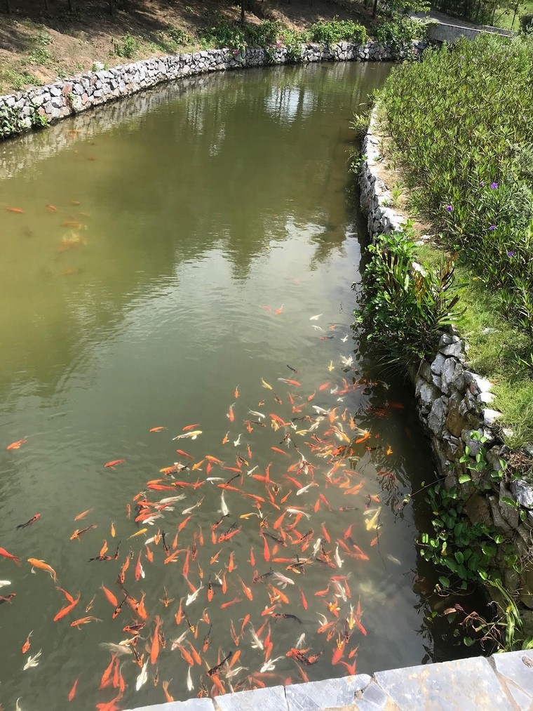  FLC Sam Son Golf Links – 'Công viên xanh' khổng lồ của thành phố biển ảnh 6