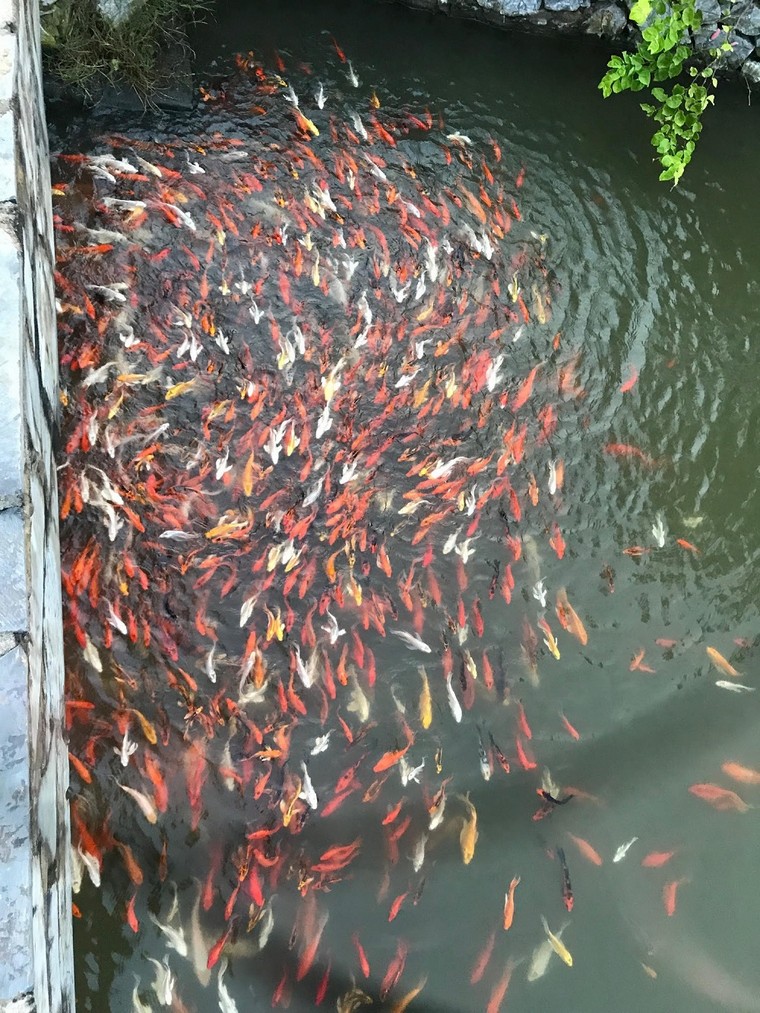  FLC Sam Son Golf Links – 'Công viên xanh' khổng lồ của thành phố biển ảnh 7