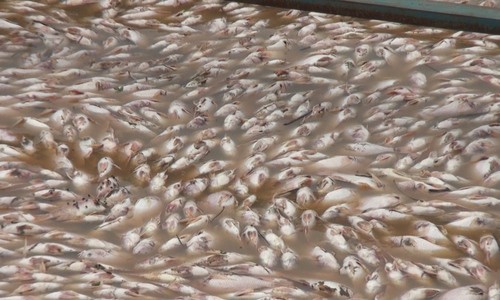 Hàng trăm tấn cá chết trắng bè sông La Ngà ảnh 1