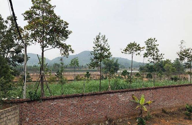 Thứ trưởng Tài nguyên gom đất nông lâm trường do... 'ở quê khó khăn' ảnh 2