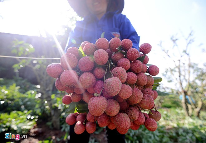 Bắc Giang bác bỏ thông tin vải thiều 3.000 đồng một kg, phải đổ sông ảnh 2