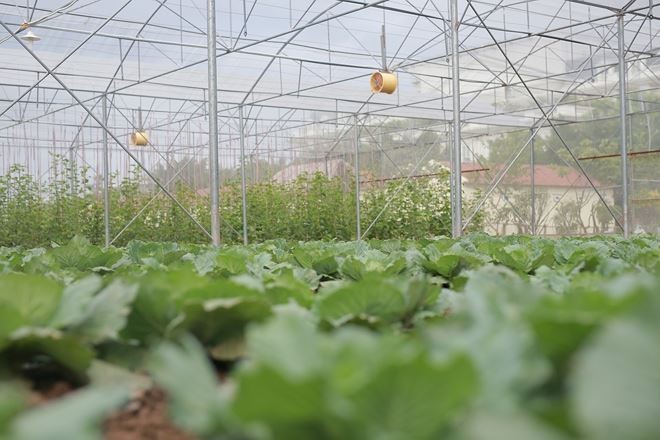 Đắm mình trong thiên đường xanh trong veo tại FLC Vĩnh Phúc ảnh 4