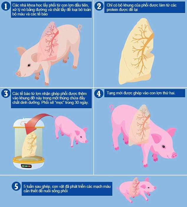 Hy vọng mới cho người cần ghép tạng: Nuôi cấy thành công phổi mới ảnh 1