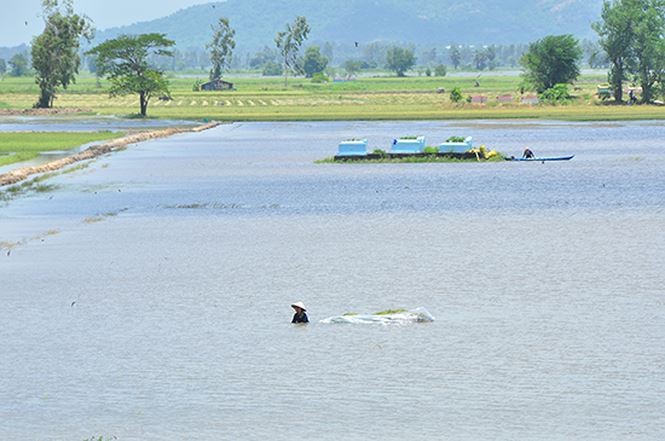 Vỡ đê bao ở An Giang khiến hơn trăm ha lúa chìm trong nước ảnh 2