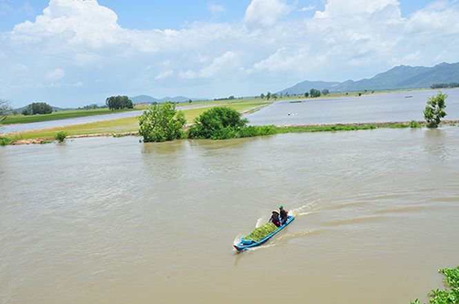 Vỡ đê bao ở An Giang khiến hơn trăm ha lúa chìm trong nước ảnh 3