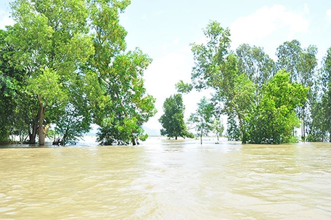 Vỡ đê bao ở An Giang khiến hơn trăm ha lúa chìm trong nước ảnh 6