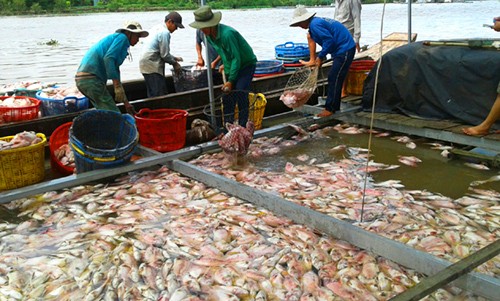 Hơn 160 tấn cá nuôi ở Tiền Giang chết trắng bè ảnh 1