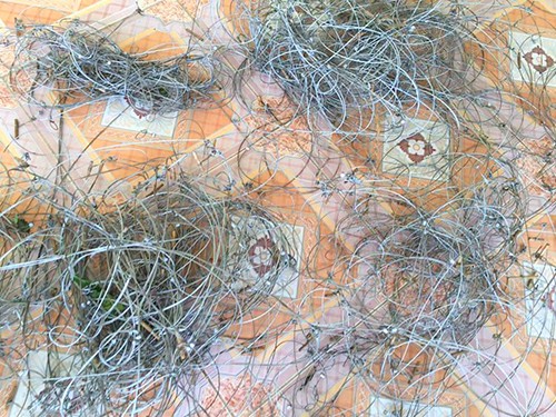 Hà Tĩnh truy tìm thủ phạm giăng gần 400 bẫy thú trên núi Hồng Lĩnh ảnh 2