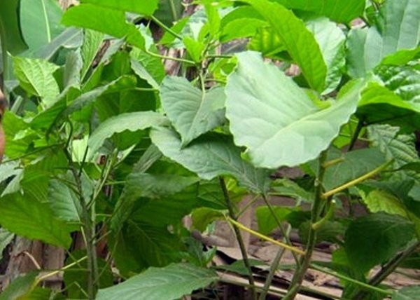 Tự chữa táo bón tại nhà, bé trai 4 tuổi nguy kịch ảnh 2