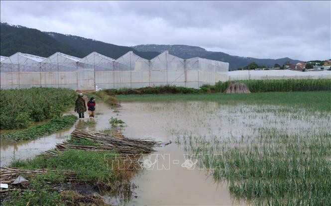 Thủy điện Đa Nhim xả lũ, vựa rau Tết Đà Lạt tan hoang ảnh 1