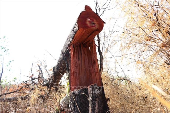 Hàng chục hécta rừng ở Đắk Lắk bị chặt phá, sang nhượng trái phép ảnh 2