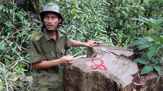 Rừng đầu nguồn Trà Kót ở Quảng Nam bị tàn phá nghiêm trọng ảnh 1