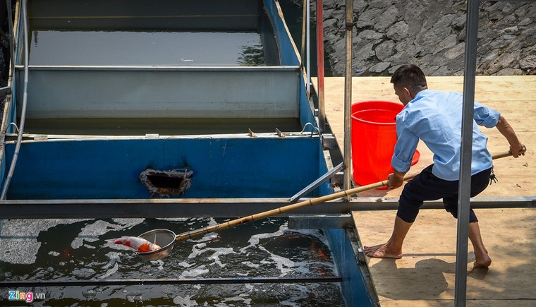 Cá Koi lờ đờ, chết ngửa bụng sau 2 ngày ở bể xử lý nước sông Tô Lịch ảnh 1