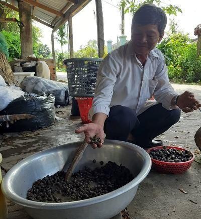 An Giang: Khắc khoải xóm ốc... ảnh 4