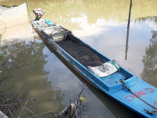 An Giang: Khắc khoải xóm ốc... ảnh 5