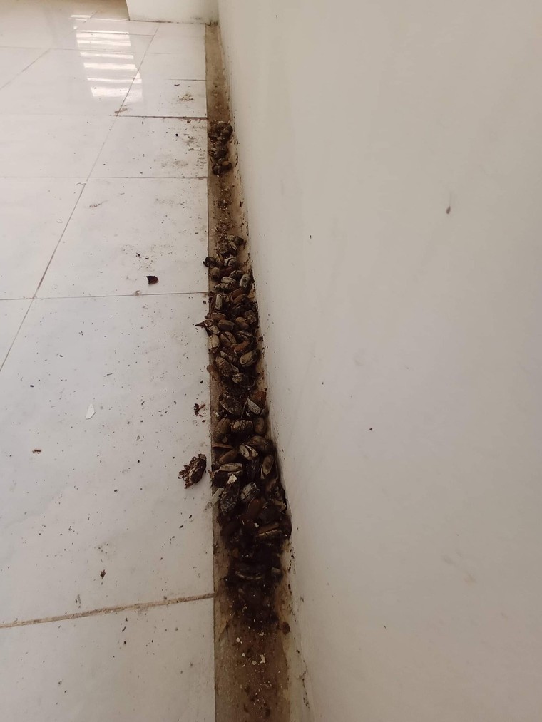 Lãng phí tài sản công - Bài 1: Hai bệnh viện hơn 500 tỷ bỏ hoang ở Bình Dương ảnh 3