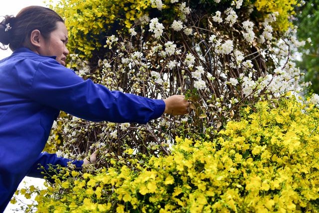 Thời tiết mát mẻ, hoa anh đào Nhật Bản khoe sắc rực rỡ trước ngày khai mạc Lễ hội ảnh 3