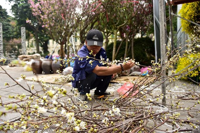Thời tiết mát mẻ, hoa anh đào Nhật Bản khoe sắc rực rỡ trước ngày khai mạc Lễ hội ảnh 7