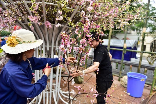 Thời tiết mát mẻ, hoa anh đào Nhật Bản khoe sắc rực rỡ trước ngày khai mạc Lễ hội ảnh 10