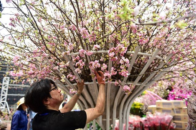 Thời tiết mát mẻ, hoa anh đào Nhật Bản khoe sắc rực rỡ trước ngày khai mạc Lễ hội ảnh 6