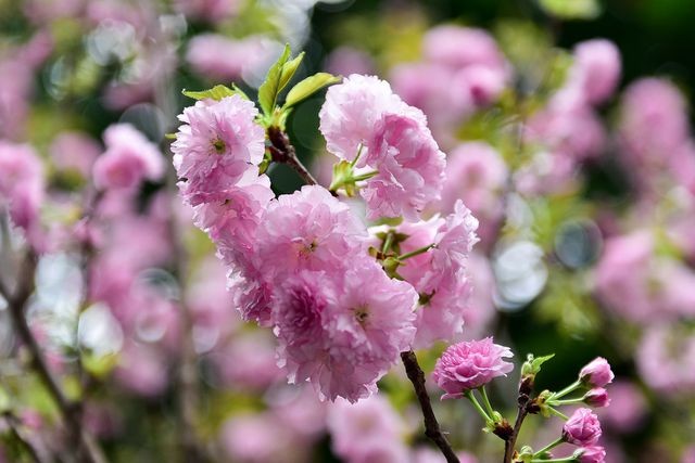 Thời tiết mát mẻ, hoa anh đào Nhật Bản khoe sắc rực rỡ trước ngày khai mạc Lễ hội ảnh 8