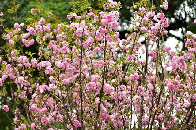 Thời tiết mát mẻ, hoa anh đào Nhật Bản khoe sắc rực rỡ trước ngày khai mạc Lễ hội ảnh 1