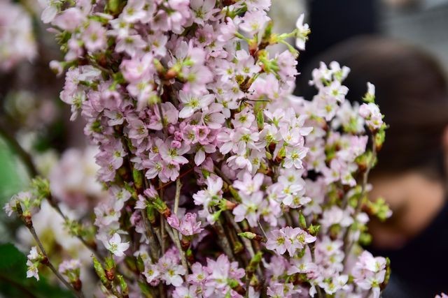 Thời tiết mát mẻ, hoa anh đào Nhật Bản khoe sắc rực rỡ trước ngày khai mạc Lễ hội ảnh 13