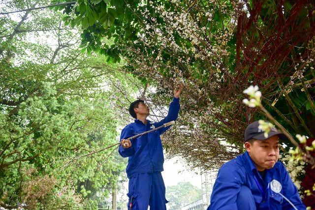 Thời tiết mát mẻ, hoa anh đào Nhật Bản khoe sắc rực rỡ trước ngày khai mạc Lễ hội ảnh 4
