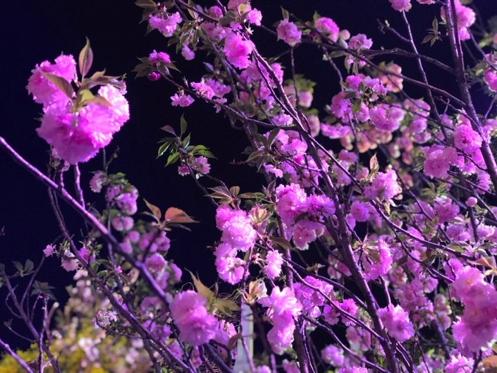 Ba vạn cành, cây hoa anh đào Nhật Bản khoe sắc trong đêm xuân Hà Nội ảnh 2
