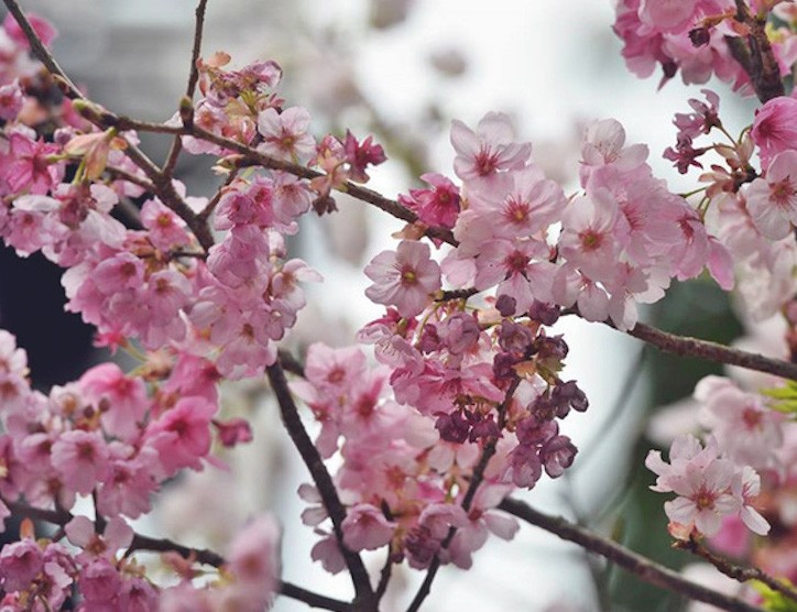 Ba vạn cành, cây hoa anh đào Nhật Bản khoe sắc trong đêm xuân Hà Nội ảnh 3