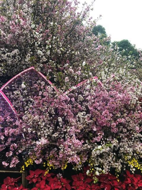 Lễ hội hoa anh đào Nhật Bản - Hà Nội 2019: Náo nức trước giờ khai mạc ảnh 14