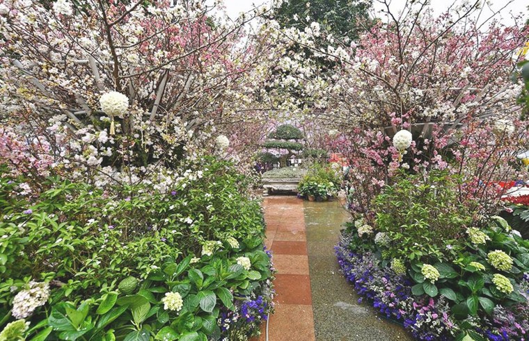 Ba vạn cành, cây hoa anh đào Nhật Bản khoe sắc trong đêm xuân Hà Nội ảnh 4