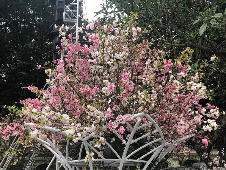 Lễ hội hoa anh đào Nhật Bản - Hà Nội 2019: Náo nức trước giờ khai mạc ảnh 17