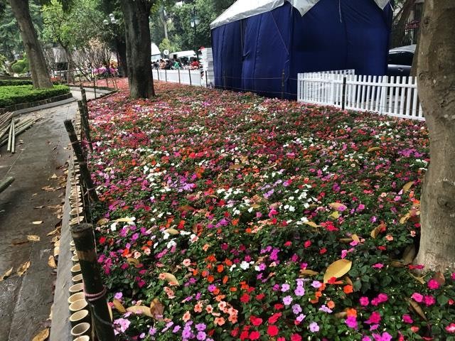 Lễ hội hoa anh đào Nhật Bản - Hà Nội 2019: Náo nức trước giờ khai mạc ảnh 19