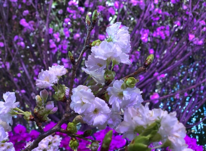 Ba vạn cành, cây hoa anh đào Nhật Bản khoe sắc trong đêm xuân Hà Nội ảnh 6