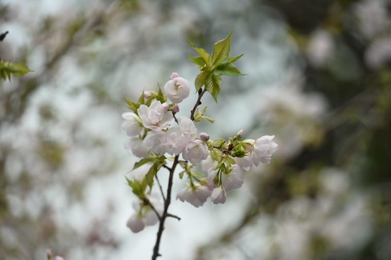 Ba vạn cành, cây hoa anh đào Nhật Bản khoe sắc trong đêm xuân Hà Nội ảnh 7