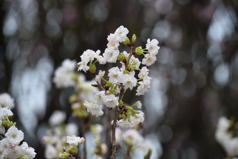 Ba vạn cành, cây hoa anh đào Nhật Bản khoe sắc trong đêm xuân Hà Nội ảnh 8