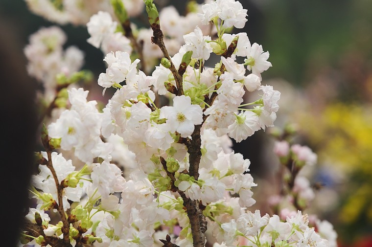 Những hình ảnh ấn tượng trong ngày đầu Lễ hội hoa anh đào Nhật Bản - Hà Nội 2019 ảnh 3