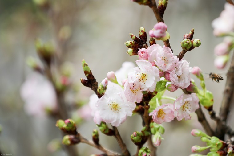 Người dân nô nức thưởng lãm hoa anh đào Nhật Bản nở rộ bên hồ Hoàn Kiếm ảnh 2
