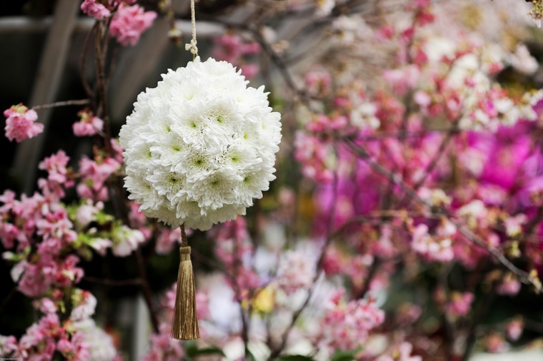 Người dân nô nức thưởng lãm hoa anh đào Nhật Bản nở rộ bên hồ Hoàn Kiếm ảnh 3