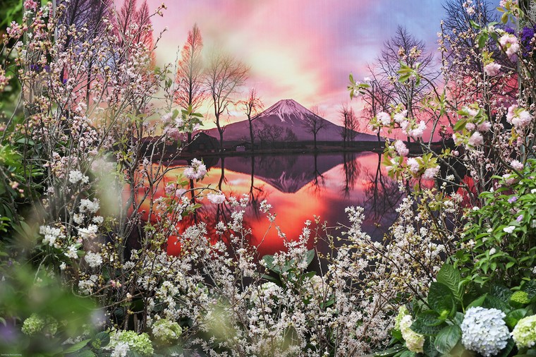 Người dân nô nức thưởng lãm hoa anh đào Nhật Bản nở rộ bên hồ Hoàn Kiếm ảnh 4