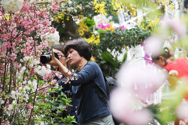 Người dân nô nức thưởng lãm hoa anh đào Nhật Bản nở rộ bên hồ Hoàn Kiếm ảnh 6