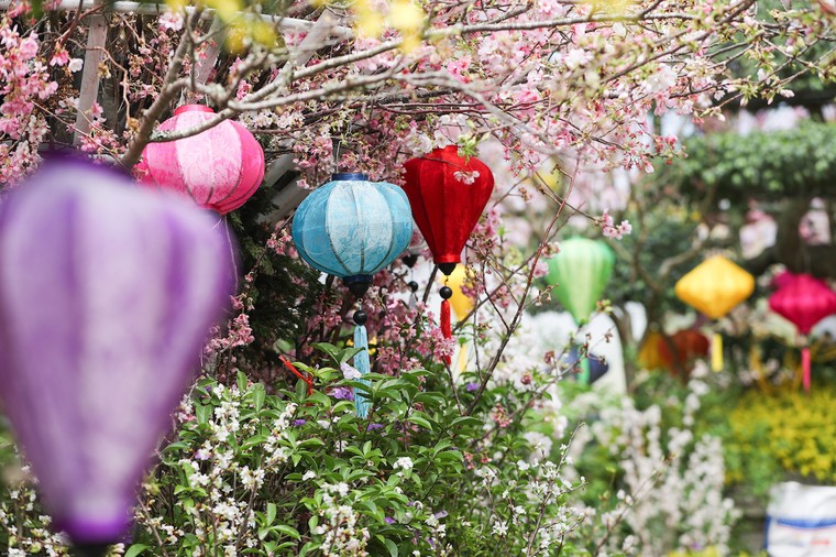 Người dân nô nức thưởng lãm hoa anh đào Nhật Bản nở rộ bên hồ Hoàn Kiếm ảnh 5